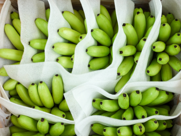 Banana Exporter Freightix1012