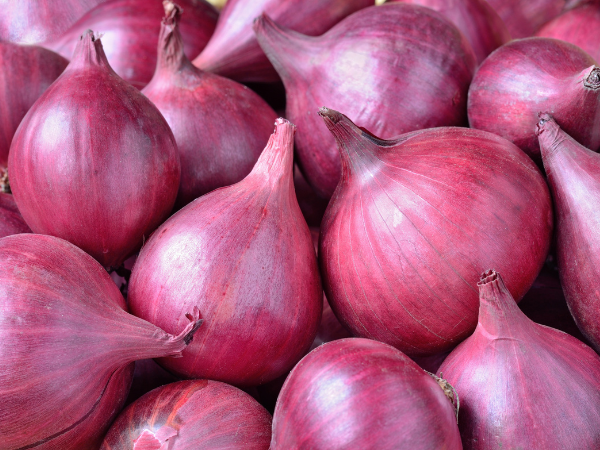 Onion Exporter from India