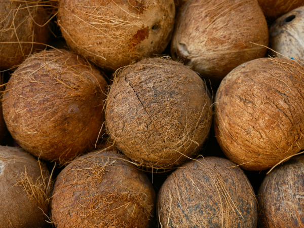 Coconut Exporter from India